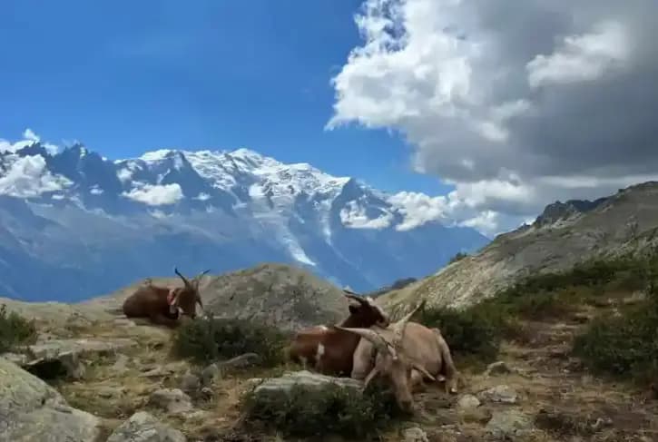 Check out her <a href="https://wellandgoodtravel.com/tour-du-mont-blanc-itinerary/" target="_blank">travel guide</a> for Tour du Mont Blanc