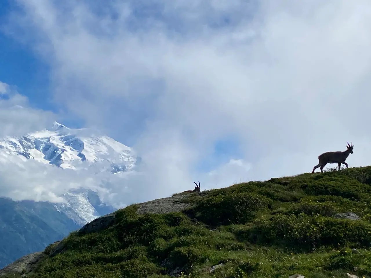 An ibex standing on a rocky slope above the trail An ibex standing on a rocky slope above the trail